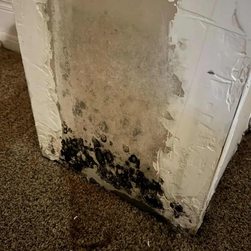 Professional Mold Removal in Scott County, VA